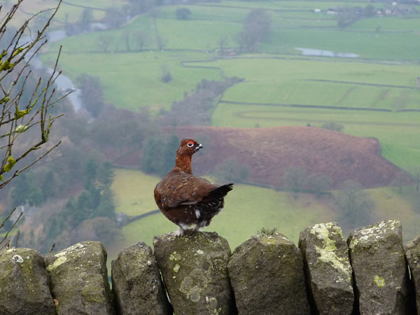 Grouse